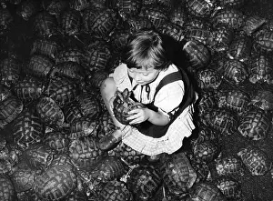Unusual Angle Prints: Tortoise Not Turtle