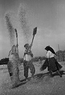 Rice Cereal Plant Prints: Tossing the Grain