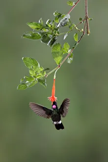 Feeding Collection: Tourmaline Sunangel (Heliangelus exortis)