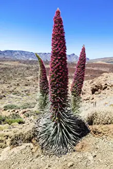 Blue Sky Prints: Tower of Jewels, Red Bugloss, Tenerife Bugloss or Mount Teide Bugloss -Echium wildpretii