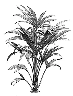 Trachycarpus fortunei (Chamaerops excelsa)