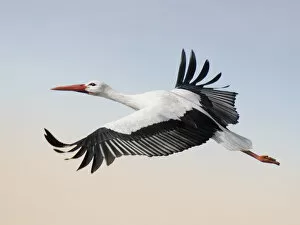Beautiful Bird Species Gallery: Tracing the flight
