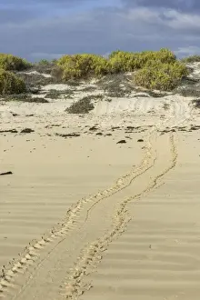 Tracks of a Green Sea Turtle or Pacific Green Turtle -Chelonia mydas japonica- on the beach, Floreana, Galapagos Islands, Ecuador