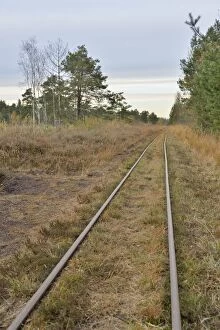 Wood Gallery: Tracks of a narrow-gauge peat railway, Tiste Bauernmoor, Landkreis Rotenburg, Lower Saxony, Germany