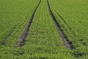 Images Dated 4th May 2012: Tractor tracks, green seeded field near Biberach, Baden-Wuerttemberg, Germany, Europe