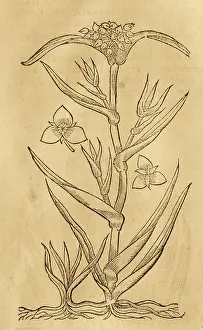 Textured Prints: Tradescantia spiderwort flower, 17th century engraving