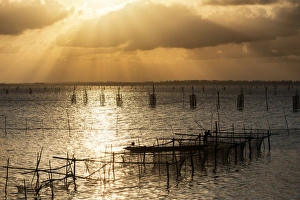 Images Dated 21st February 2014: Traditinal fishing in southern of Thailand