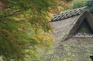 Traditional thatched roof and Japanese maples, Kyoto, Honshu, Japan