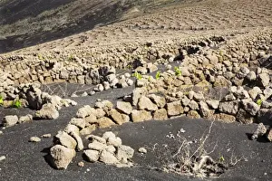 Vinyard Prints: Traditional wine growing, La Geria, Lanzarote, Canary Islands, Spain, Europe