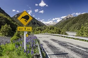 Images Dated 13th December 2011: Traffic sign warning of kiwis on the next four kilometres of the country road