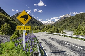 Traffic sign warning of kiwis on the next four kilometres of the country road, driving on the left, Arthurs Pass Road Traffic sign warning of kiwis on the next four kilometres of the country road, driving on the left, Arthurs Pass Road