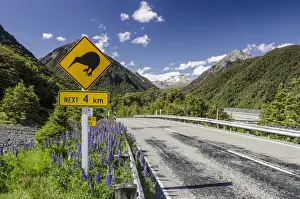 Road Sign Prints: Traffic sign warning of kiwis on the next four kilometres of the country road