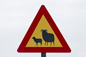Images Dated 9th September 2014: Traffic sign, warning of sheep, Reykjanes, Iceland