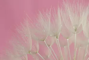 Images Dated 14th June 2016: Tragopogon (big dandelion) Pink Background