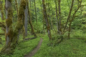 Images Dated 30th May 2017: Trail and forest, Gifford Pinchot National Forest, Washington State, USA