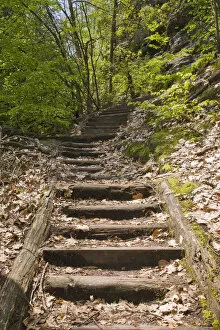 Forests Collection: Trail to the Hickelhoehle cave in the Treppengrund, Saxon Switzerland