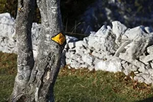 Swiss Collection: Trail marker on a tree next to a drywall, Creux du Van, Boudry, Canton NeuchAzAtel, Switzerland