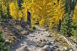 Images Dated 28th September 2011: Trail to Ouzel Falls, Wild Basin, Rocky Mountains National Park, Colorado, USA