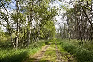 Trail through the Ribnitzer Great Moor Nature Reserve, Ribnitz Damgarten, Mecklenburg-Vorpommern, Germany