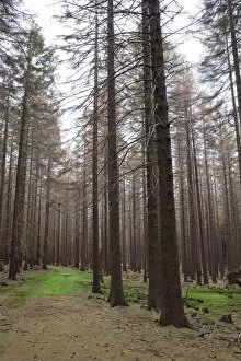Saxon Gallery: Trail through a Spruce (Picea) forest, Harz, Saxony-Anhalt, Germany, Europe