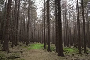 Trail through a Spruce (Picea) forest, Harz, Saxony-Anhalt, Germany, Europe