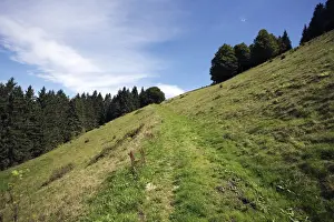 Pathway Prints: Trail on a steep slope at Rottecksattel in the Black Forest