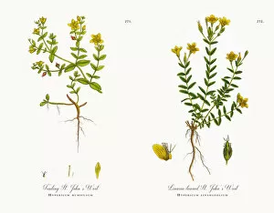Images Dated 1st December 2017: Trailing St. Johna┬Ç┬Ös Wort, Hypericum humifusum, Victorian Botanical Illustration, 1863