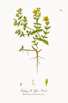 Images Dated 6th October 2017: Trailing St. Johna┬Ç┬Ös Wort, Hypericum humifusum, Victorian Botanical Illustration, 1863
