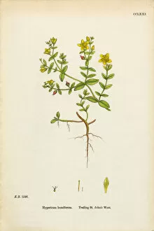 Images Dated 9th March 2017: Trailing St. Johnas Wort, Hypericum humifusum, Victorian Botanical Illustration, 1863