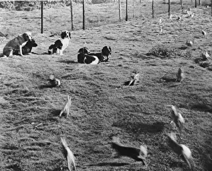 Chasing Prints: Well Trained Gun Dogs