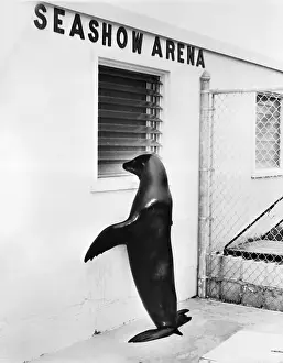 Peeking Prints: Trained Sea Lion Peeping Through Window