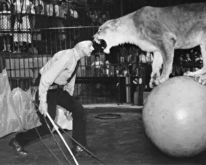 Cage Prints: Trainer with Roaring Lioness