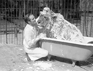 Clean Prints: Trainer Washing Lion in Bathtub