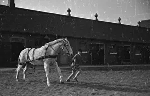 Sportswear Prints: Training Horse