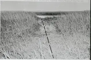 Trampled Marsh Grass