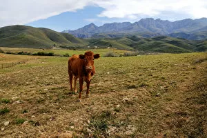 Images Dated 17th July 2016: A tranquil scene with an inquisitive cow on a remote farm with Swartberg mountains in the background