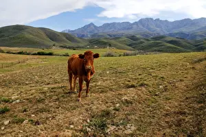 Early Morning Prints: A tranquil scene with an inquisitive cow on a remote farm with Swartberg mountains in the background