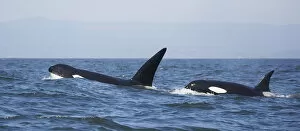 Images Dated 6th September 2016: Transient Killer Whales