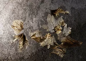 Images Dated 16th April 2014: Translucent winter bleached maple leaves