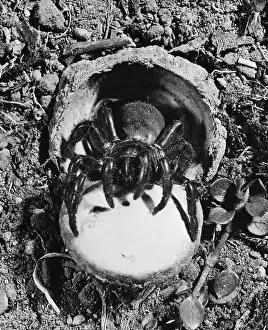 Spider Prints: Trap Door Spider with Its Lair