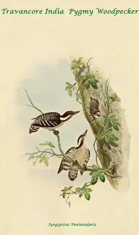 Beaks Prints: Travancore India Pygmy Woodpecker