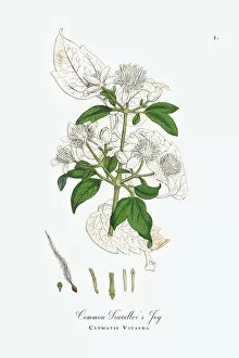 Images Dated 22nd September 2017: Travelleras Joy, Clematis Vitalba, Victorian Botanical Illustration, 1863
