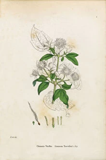 Images Dated 27th December 2016: Travelleras Joy, Clematis Vitalba, Victorian Botanical Illustration, 1863