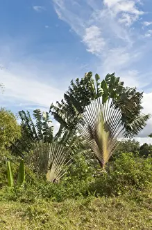 Travellers Tree or Travellers Palm -Ravenala madagascariensis- in its natural habitat near Manakara, Madagascar