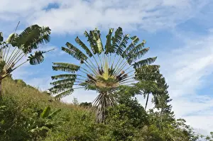 Madagascar Prints: Travellers Tree or Travellers Palm -Ravenala madagascariensis- in its natural habitat near Manakara