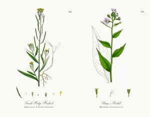 Images Dated 16th November 2017: Treacle Hedge Mustard, Erysimum Cheiranthoides, Victorian Botanical Illustration, 1863
