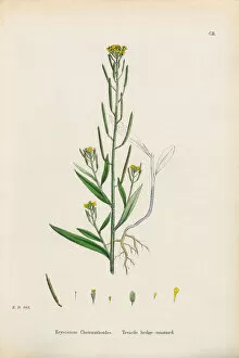Images Dated 18th January 2017: Treacle Hedge Mustard, Erysimum Cheiranthoides, Victorian Botanical Illustration, 1863