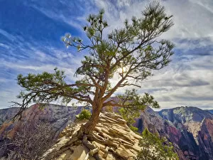 Images Dated 30th October 2017: Tree on Angels Landing, Zion Canyon, Zion National Park, Utah, USA