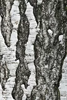 Bark Collection: Tree bark, birch (Betula), background