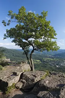 Rolling Prints: Tree on Battert mountain above Baden Baden, Baden-Wuerttemberg, Germany, Europe